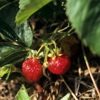 Bio-Erdbeeren