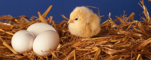 9. Oktober 2009 = Welteiertag, aber: Wann ist ein Ei ein Bio-Ei?