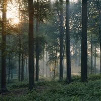 Deutscher Wald in schlechtem Zustand