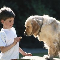 Vegetarisches Bio-Futter für den Hund