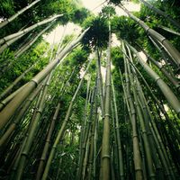 Wohlfühlatmosphäre mit Bambus