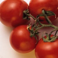 Tomaten dank Salzwasser gesünder