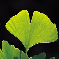 Ginkgo biloba hilft nicht gegen den Abbau kognitiver Leistung im Alter