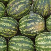 Wassermelonen als Biotreibstoff