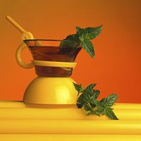 Stevia rebaudiana – gesunde, verbotene Süße