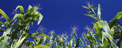 Neue Studie: Gesundheitsrisiko bei Gen-Mais