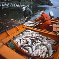 Experten-Interview: Hering, Dorsch & Co. - welchen Fisch darf ich noch essen?