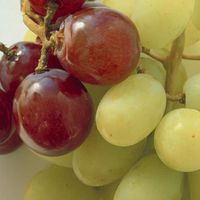 Trauben sind weniger mit Pestiziden belastet