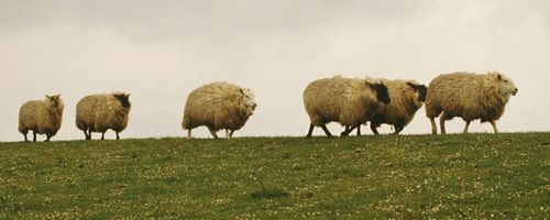 Sterben alte Haustierrassen aus?