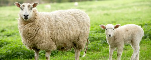 Klimawandel: Curry reduziert die Methanproduktion von Schafen