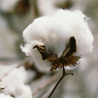 Bock des Monats: Angebliche Biobaumwolle aus Indien ist gentechnisch verändert