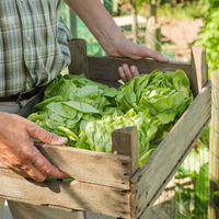 Greenpeace warnt: Zu viele Pestizide in Kopfsalat und Rucola