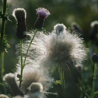 Millennium Seed Bank: Pflanzenarten vor dem Aussterben bewahren