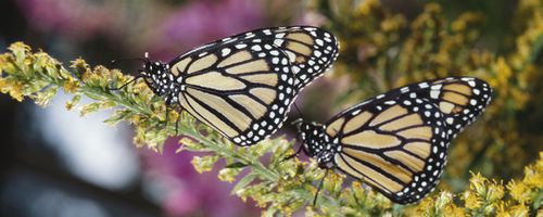 2010: Jahr der Biodiversität