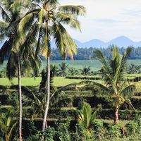 Palmöl – Segen für Entwicklungsländer, Fluch für die Umwelt?