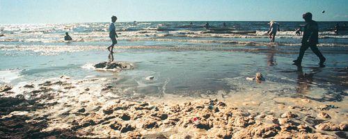 Plastikmüll in den Ozeanen gefährdet das marine Ökosystem